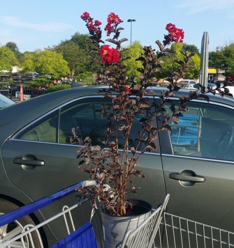 crape myrtle #3